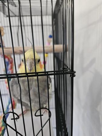Image 3 of 12 month old male cockatiel with cage £140.00 ovno