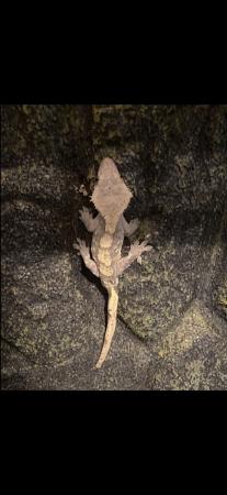 Image 2 of Male Crested Gecko (Cream Colour)