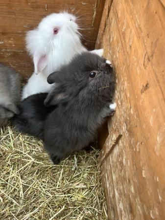 Image 9 of Baby rabbits/bunnies ready now