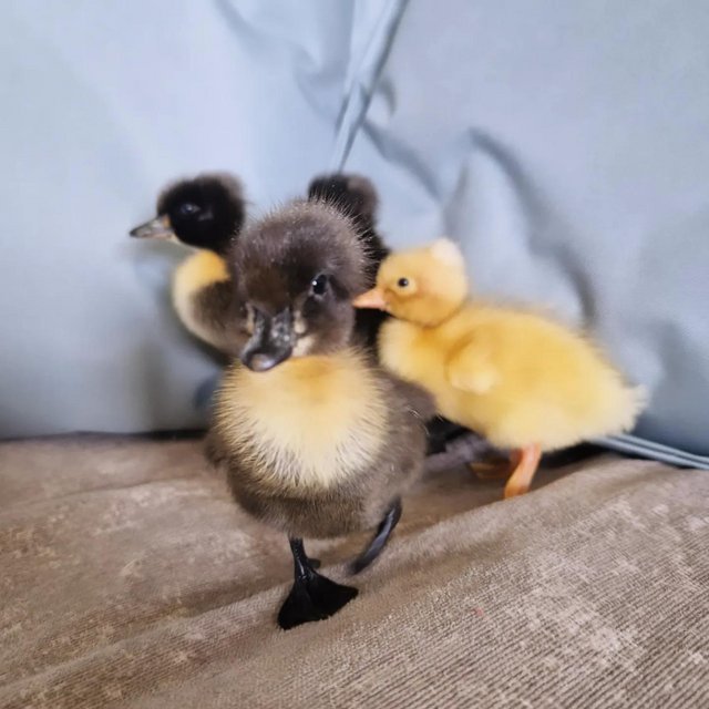 Preview of the first image of Indian runner ducklings (crested).