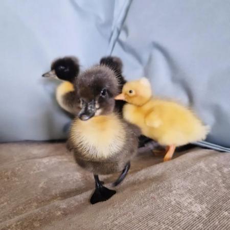 Image 1 of Indian runner ducklings (crested)