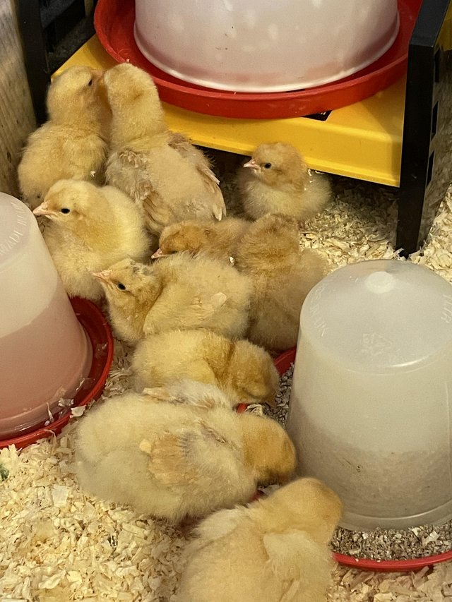Preview of the first image of Buff Orpington Day old chicks.