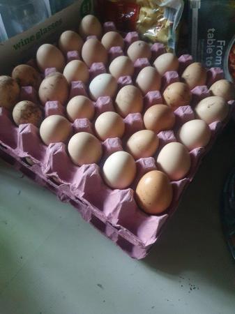 Image 2 of Light Sussex Hatching Eggs for sale