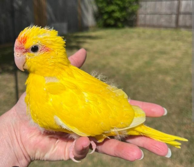 Preview of the first image of Hand reared tame yellow kakaries chick for new home.