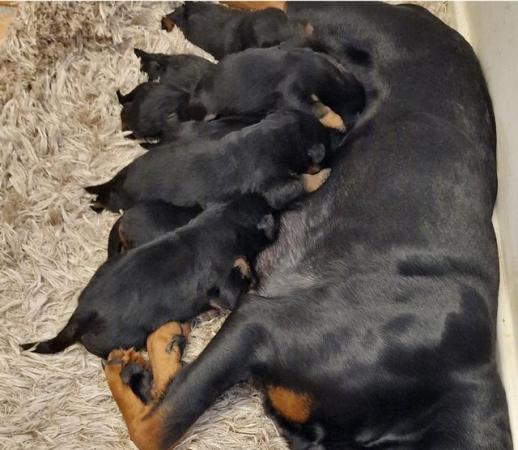 Image 4 of Beautiful chunky rottweiler puppies