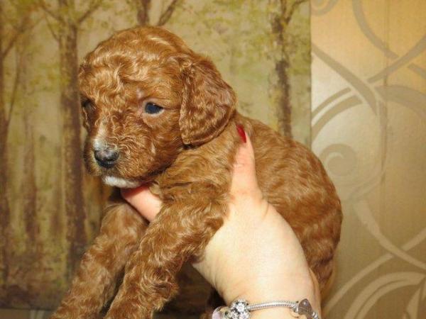 Image 39 of RED KC REG TOY POODLE FOR STUD ONLY! HEALTH TESTED