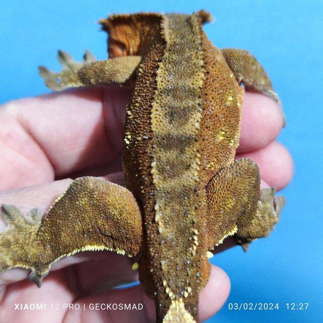 Preview of the first image of Brick red with portals male crested gecko.