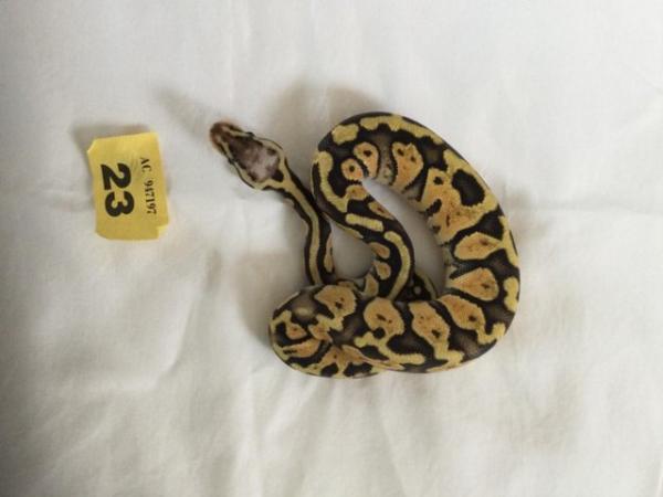 Image 5 of Female super pastel baby royal python