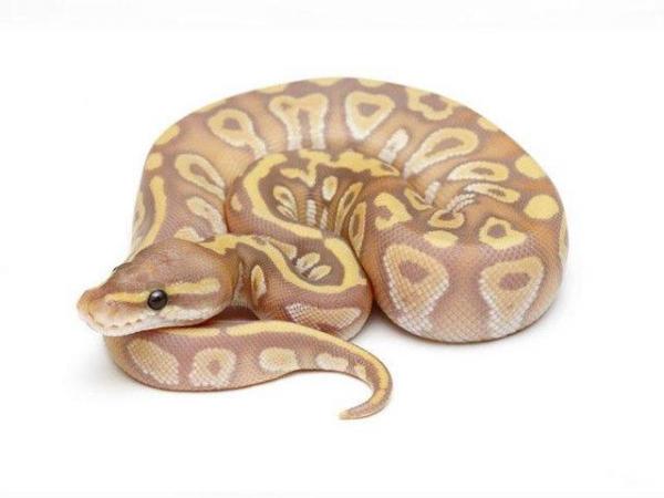 Image 6 of NEW...ROYAL PYTHON MORPHS & OTHER SNAKES NOW IN STOCK