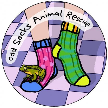 Image 4 of Buck - Bearded Dragon - Odd Socks Animal Rescue