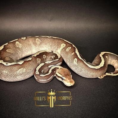 Preview of the first image of GHI Pastel Mojave 100% Het Pied.