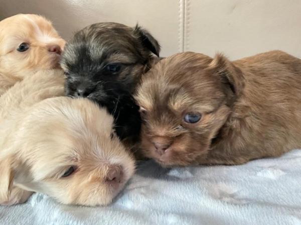 Image 4 of Rare Toy Mi-ki puppies available