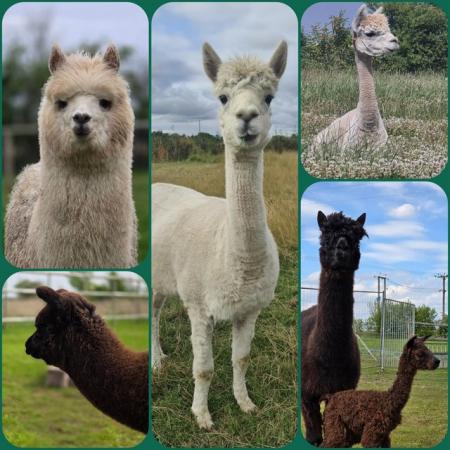 Image 1 of 3 x males and 3 x female alpaca's