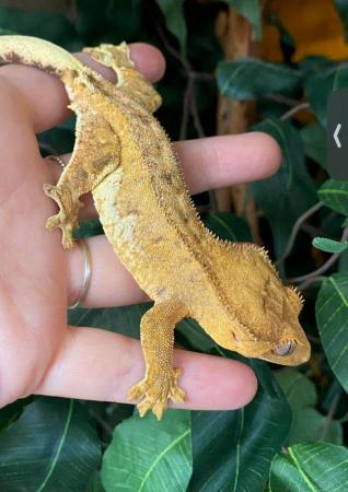 Image 1 of Adult female crested gecko phantom tiger lilly white
