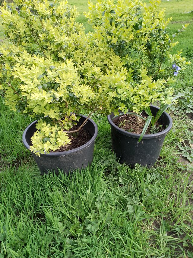 Preview of the first image of Two evergreen box bushes in ten ltr pots.