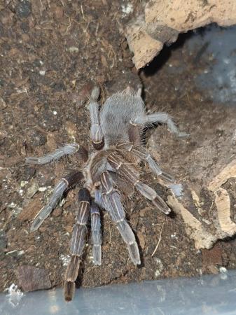 Image 3 of Tarantulas and Scorpions Available