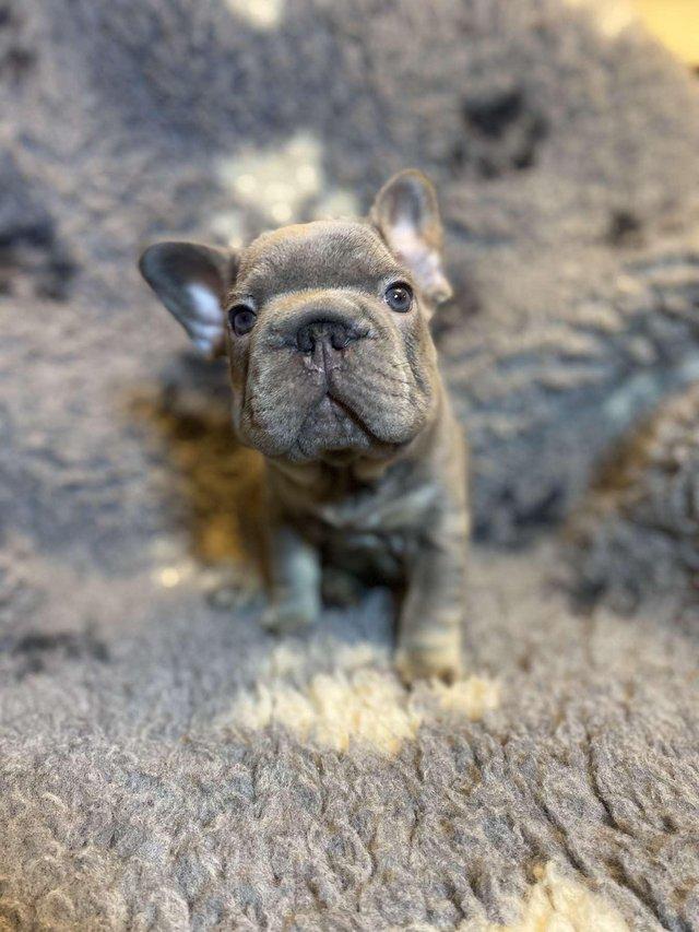 Preview of the first image of Beautiful Big Rope French bulldogs.