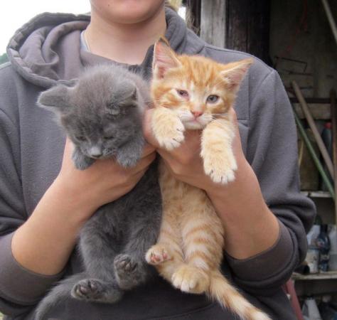 Image 2 of Beautiful Well Reared Friendly Kittens