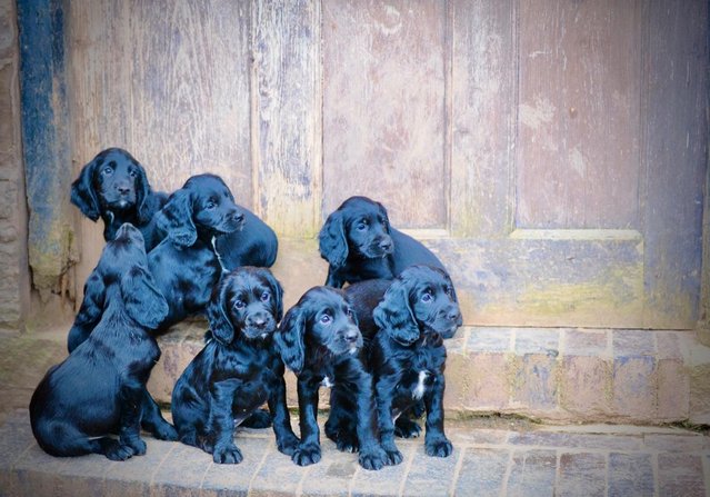Image 4 of working cocker spaniel puppies for sale KCreg