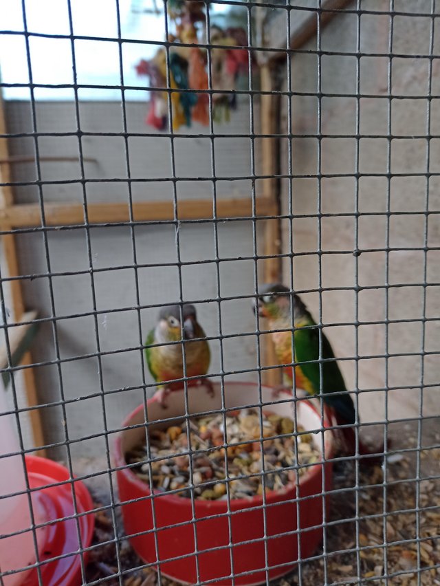 Preview of the first image of Green cheeked parakeets for sale.