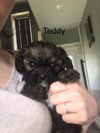 Image 8 of 2 beautiful male shih tzu left £500 ready now 9 week old