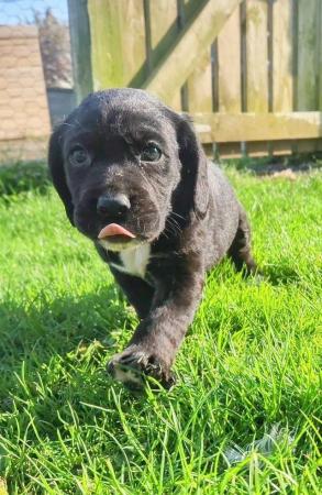 Image 3 of Stunning litter of lab x puppies reduced!!