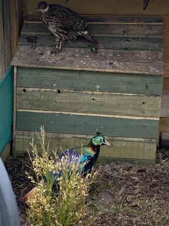 Image 2 of Pair of Himalayan Monals for sale