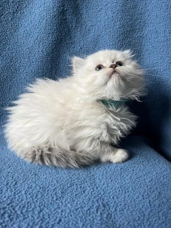 Image 6 of Stunning British Longhair kittens