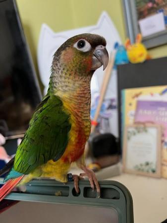 Image 3 of 1YR OLD PINEAPPLE CONURE LOOKING FOR ADVENTURES
