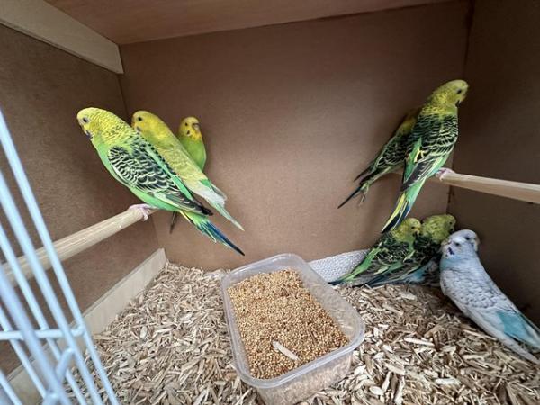 Image 3 of Aviary Clearance Budgie