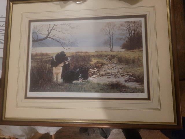 Preview of the first image of 11 Steven Townsend Limited Edition Prints - Border Collies.