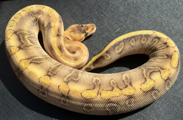Image 4 of Female enchi champagne ball python royal python
