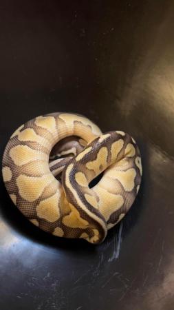 Image 1 of Female ball python cute girl python