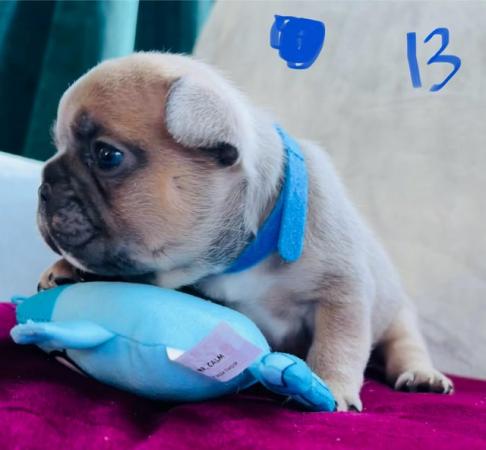 Image 2 of Ready to leave French bulldog puppies