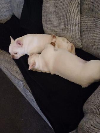 Image 2 of French Bulldogs for sale. £400.00 for both!