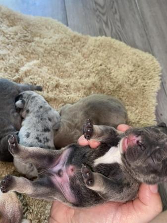 Image 5 of KC registered French Bulldog pups