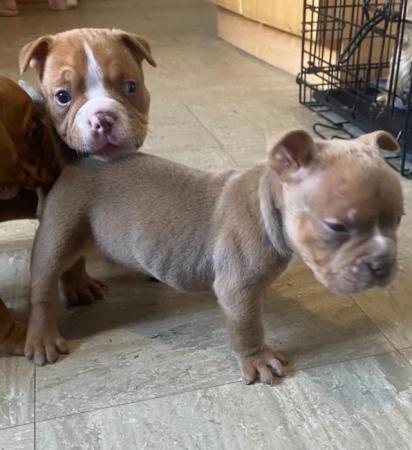 Image 12 of Pocket bullies for sale