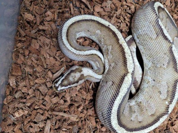 Image 3 of Various royal pythons, pied , mojave , pastel , het russo