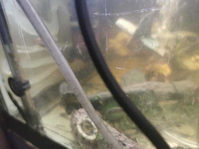 Preview of the first image of Bristlenose Pleco Fry all above 1+cm.