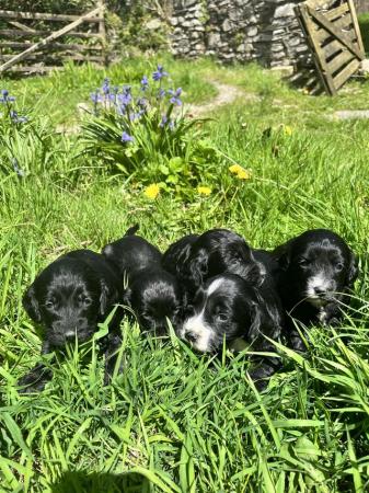 Image 3 of BEAUTIFUL SPROODLE PUPPIES FOR SALE