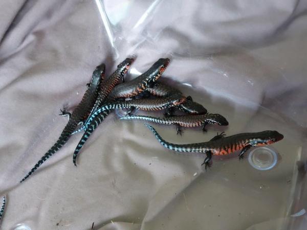 Image 2 of African Fire Skinks for sale
