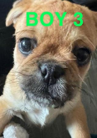 Image 3 of 6 very cute pug x shitzu puppies