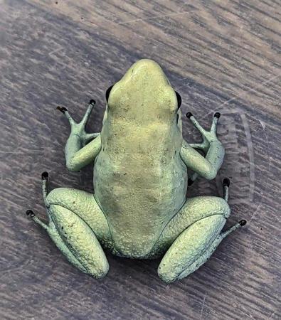 Image 5 of Phyllobates terribilis mint dart frogs