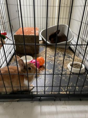 Image 5 of 3 month old Rabbits for sale