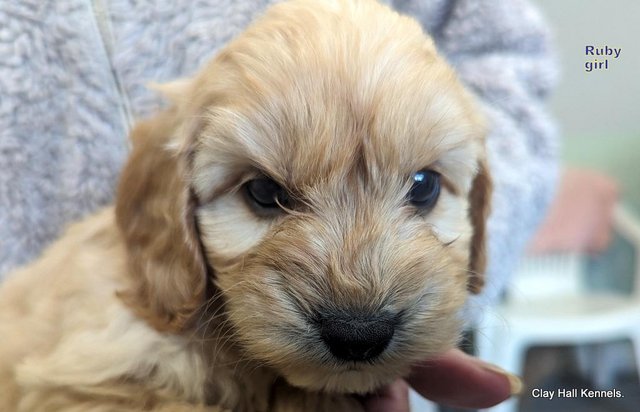 Image 3 of Golden F1 Cockapoo puppies, ready soon.