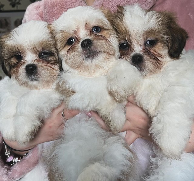 Preloved shih hot sale tzu puppies