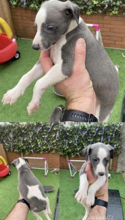 Image 3 of Stunning! Very well bred kc reg whippet pups