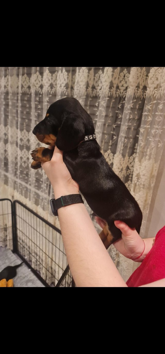 Preview of the first image of Beautiful smooth haired black and tan puppies.