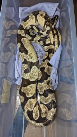 Image 5 of Royal pythons for sale REDUCED REDUCED £50
