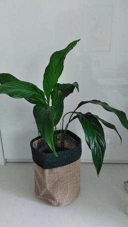 Image 3 of Spathophyllos  Peace Lilly in a sac pot